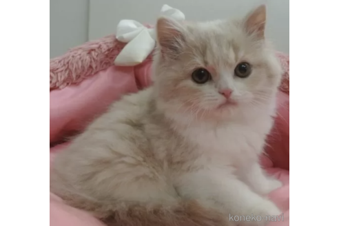 成約済の東京都のスコティッシュフォールド-104274の2枚目